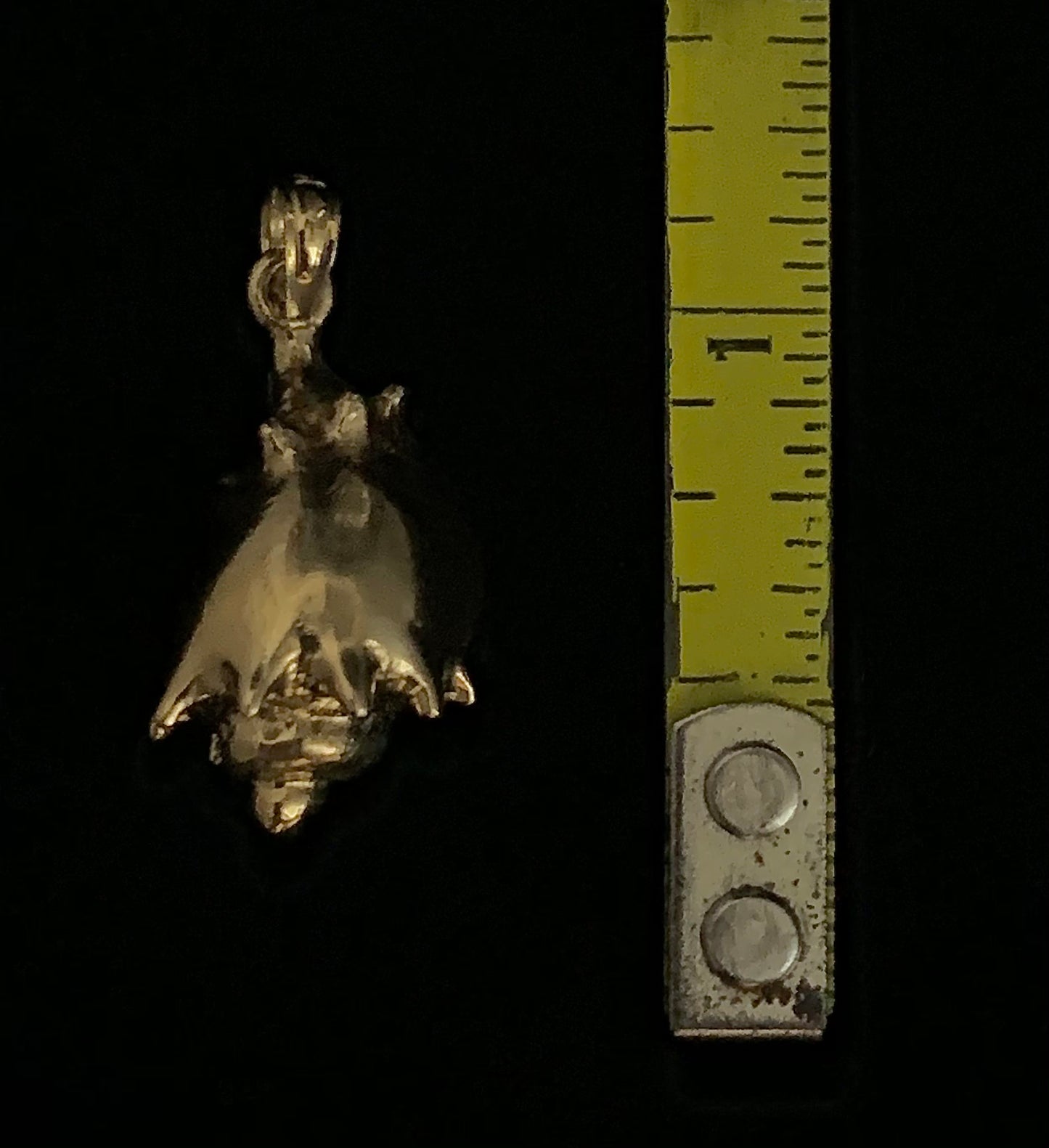 Conch Shell - Smooth Small